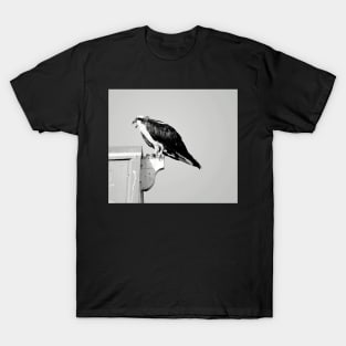 Squawking Osprey T-Shirt